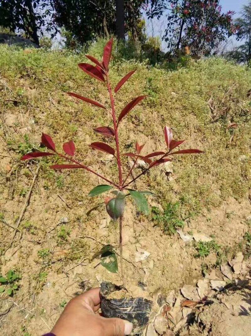 南京红叶石楠小苗，石楠杯苗红叶石楠苗40~50cm高度