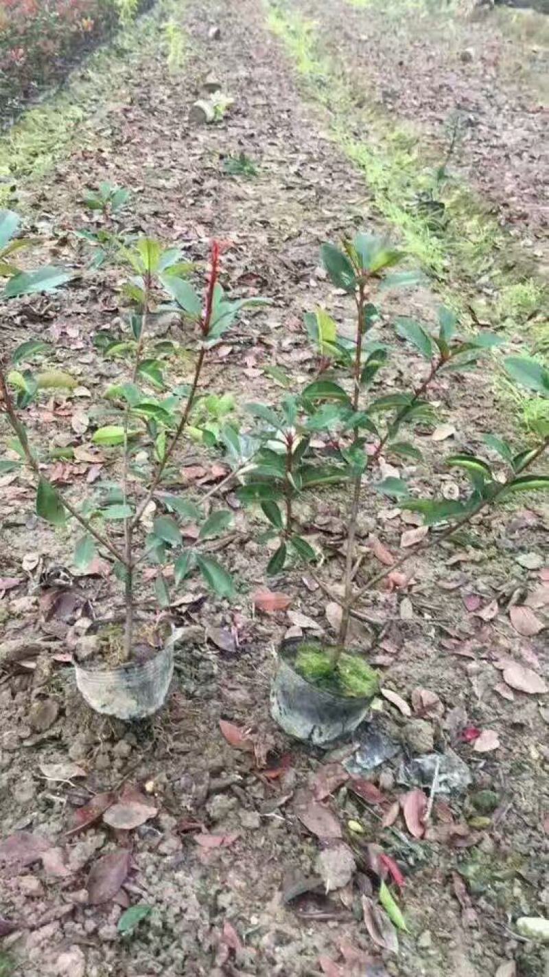 南京红叶石楠小苗，石楠杯苗红叶石楠苗40~50cm高度