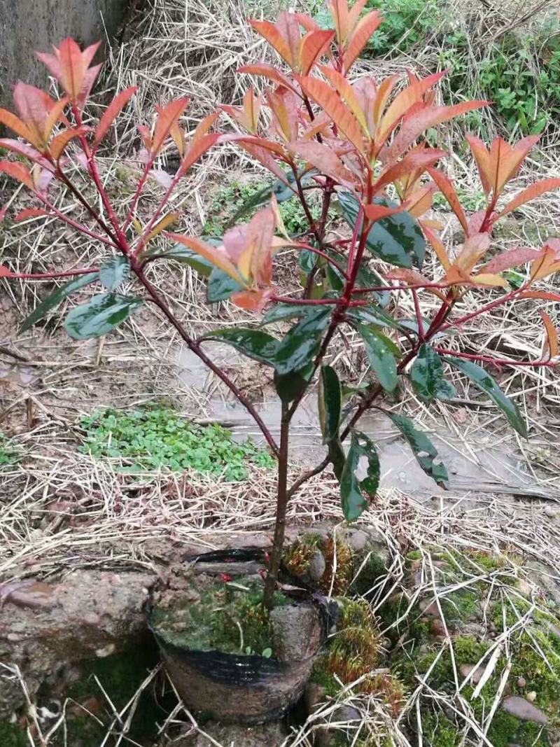 南京红叶石楠小苗，石楠杯苗红叶石楠苗40~50cm高度