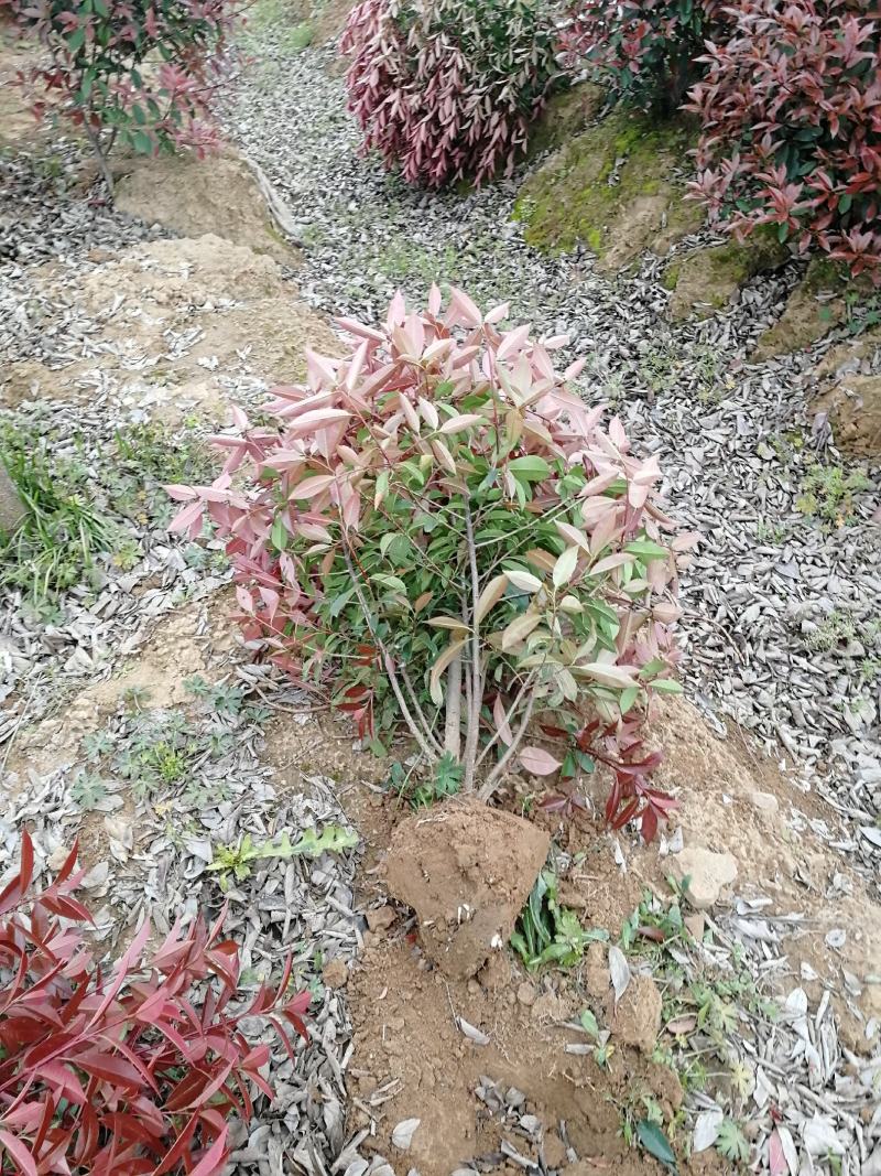 南京红叶石楠小苗，石楠杯苗红叶石楠苗40~50cm高度