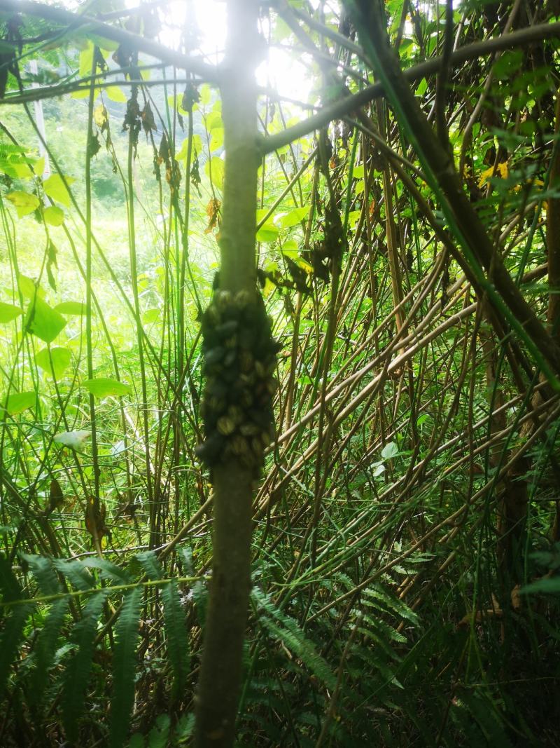 九香虫