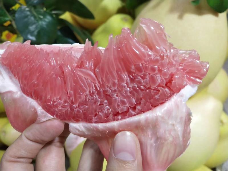 红柚