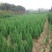 南京蜀桧，塔柏，蜀桧高度2~2.1m，南京蜀桧基地