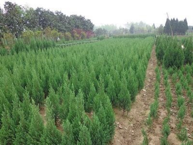 南京蜀桧，塔柏，蜀桧高度2~2.1m，南京蜀桧基地
