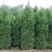南京蜀桧，塔柏，蜀桧高度2~2.1m，南京蜀桧基地