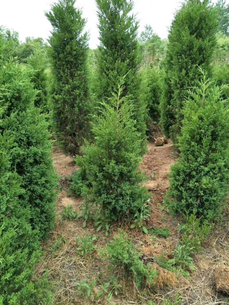 南京蜀桧，塔柏，蜀桧高度2~2.1m，南京蜀桧基地