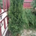 南京蜀桧，塔柏，蜀桧高度2~2.1m，南京蜀桧基地