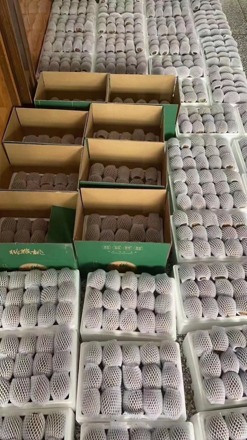 陕西西安秦岭山脚下美味可口翠香猕猴桃、许香猕猴桃