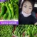 精品热卖【芜湖椒】薄皮椒，量大，代收代发全国各地