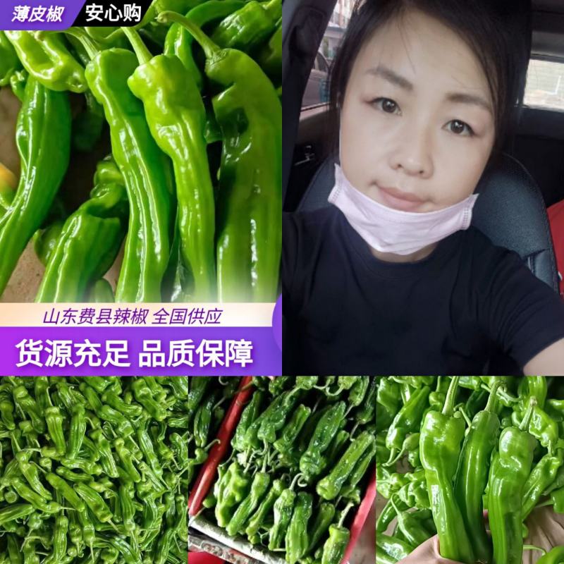 精品热卖【芜湖椒】薄皮椒，量大，代收代发全国各地