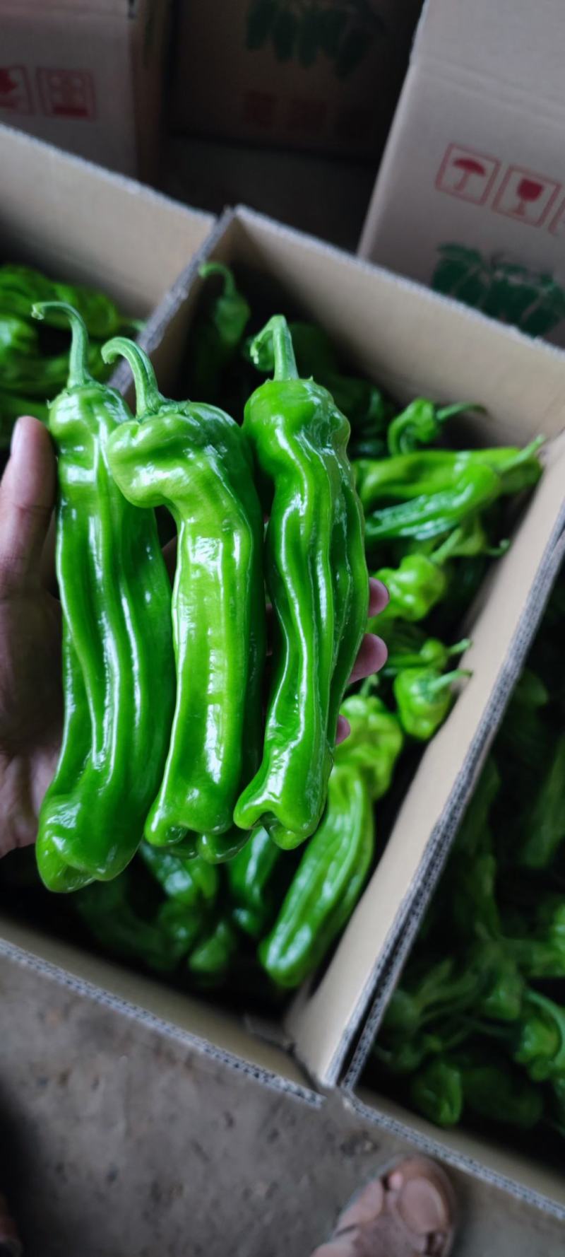 精品热卖【芜湖椒】薄皮椒，量大，代收代发全国各地