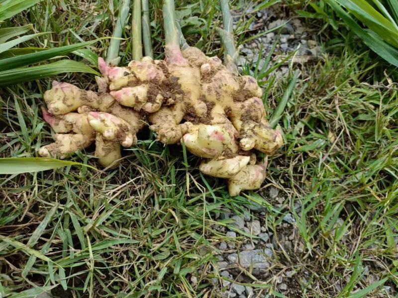云南文山州本地小黄姜大量上市，欢迎各位老板前来合作