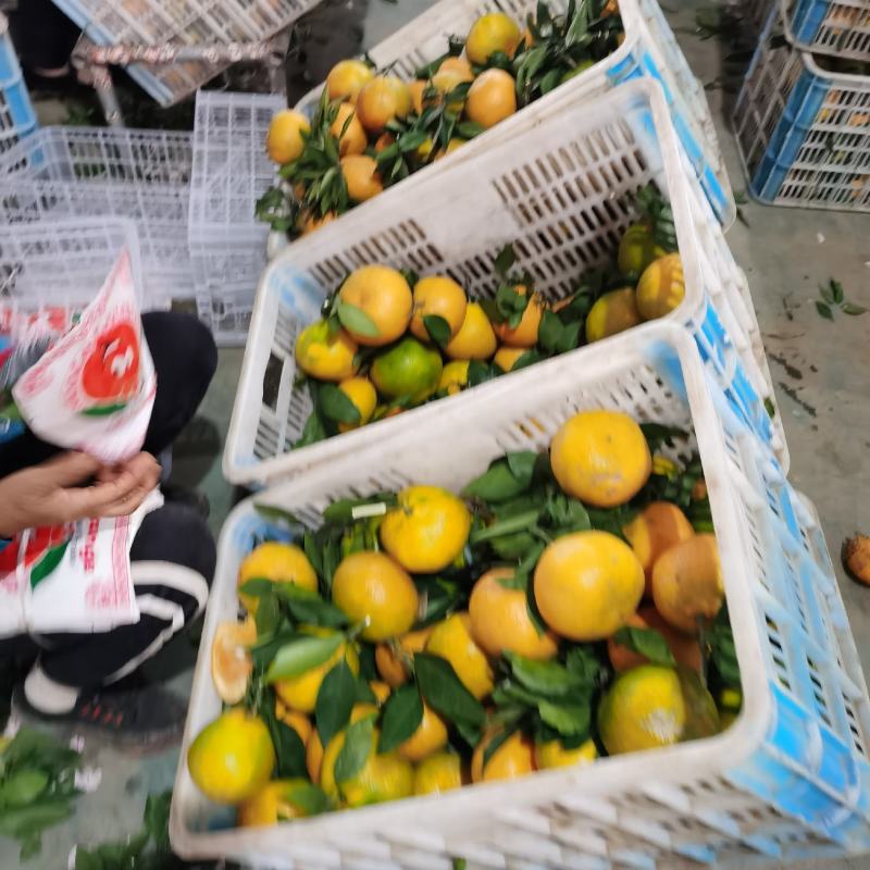 丑桔耙耙柑春见不知火丑八怪桔子对接团购电商一件代发快递
