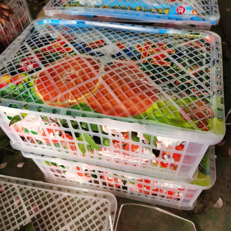 丑桔耙耙柑春见不知火丑八怪桔子对接团购电商一件代发快递