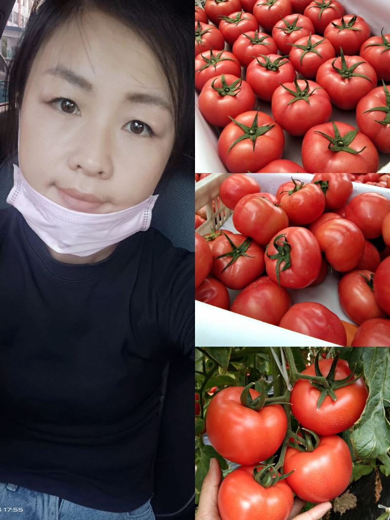 硬粉西红柿费县产地直发果型硬度好/品质保证/代发全国