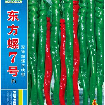 东方螺7号深绿细螺丝线椒杂交辣椒种子高产抗病耐高温高湿口