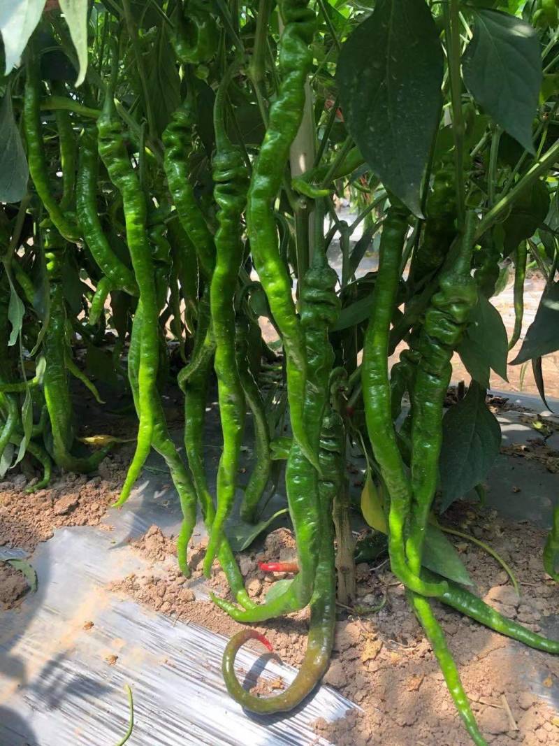 东方螺7号深绿细螺丝线椒杂交辣椒种子高产抗病耐高温高湿口