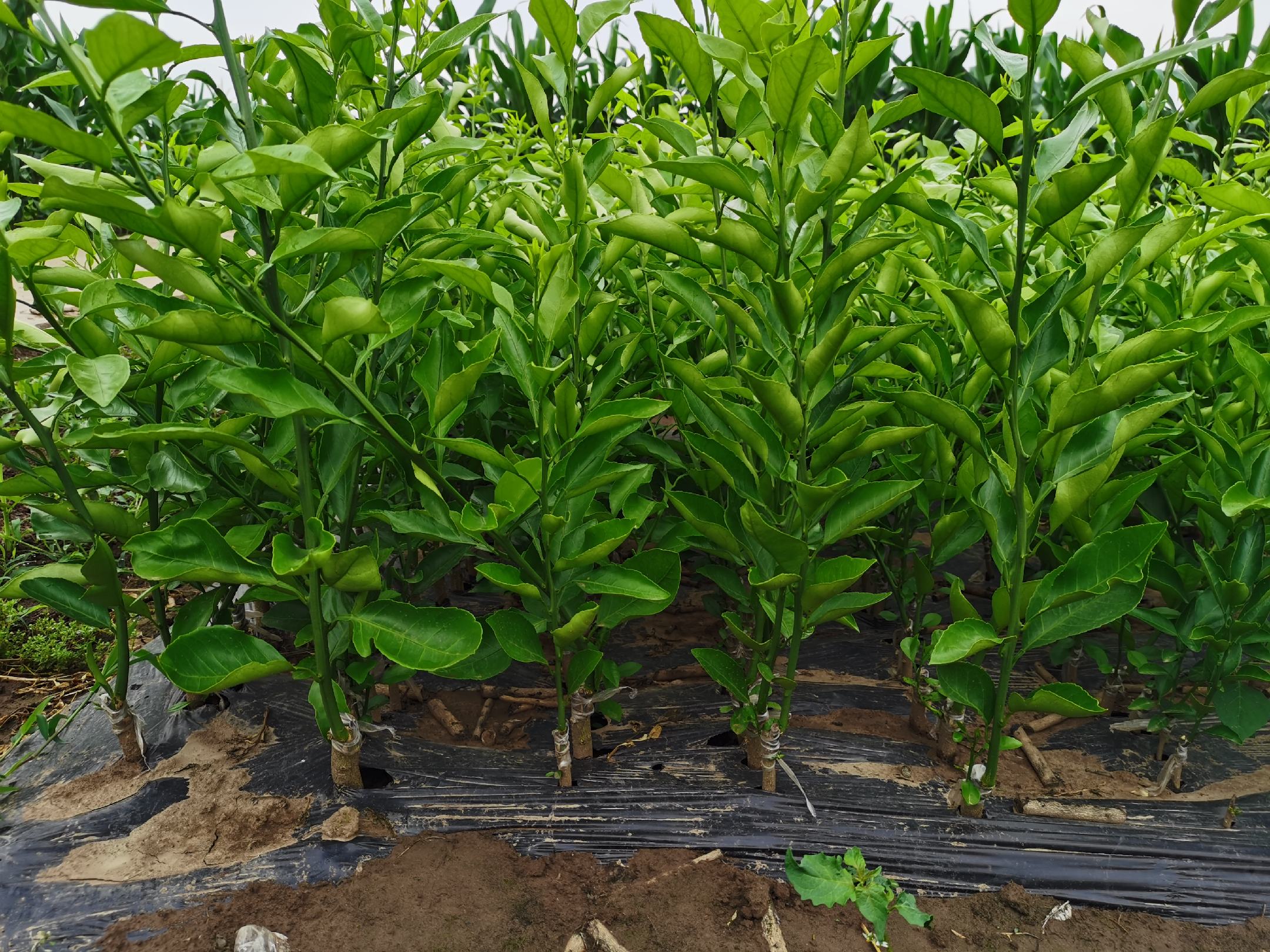 一名果农正在果园中将健康的橙子嫁接苗放入已挖好的定植穴中,土壤湿润疏松,背景为早春薄雾笼罩的丘陵果园,远处可见成片的柑橘林。苗木根系完整包裹营养土,树干笔直,叶片翠绿 橙子幼苗春季定植场景