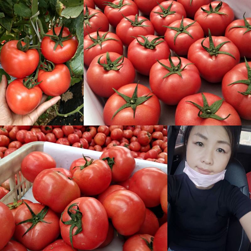 硬粉西红柿费县产地直发果型硬度好/品质保证/代发全国