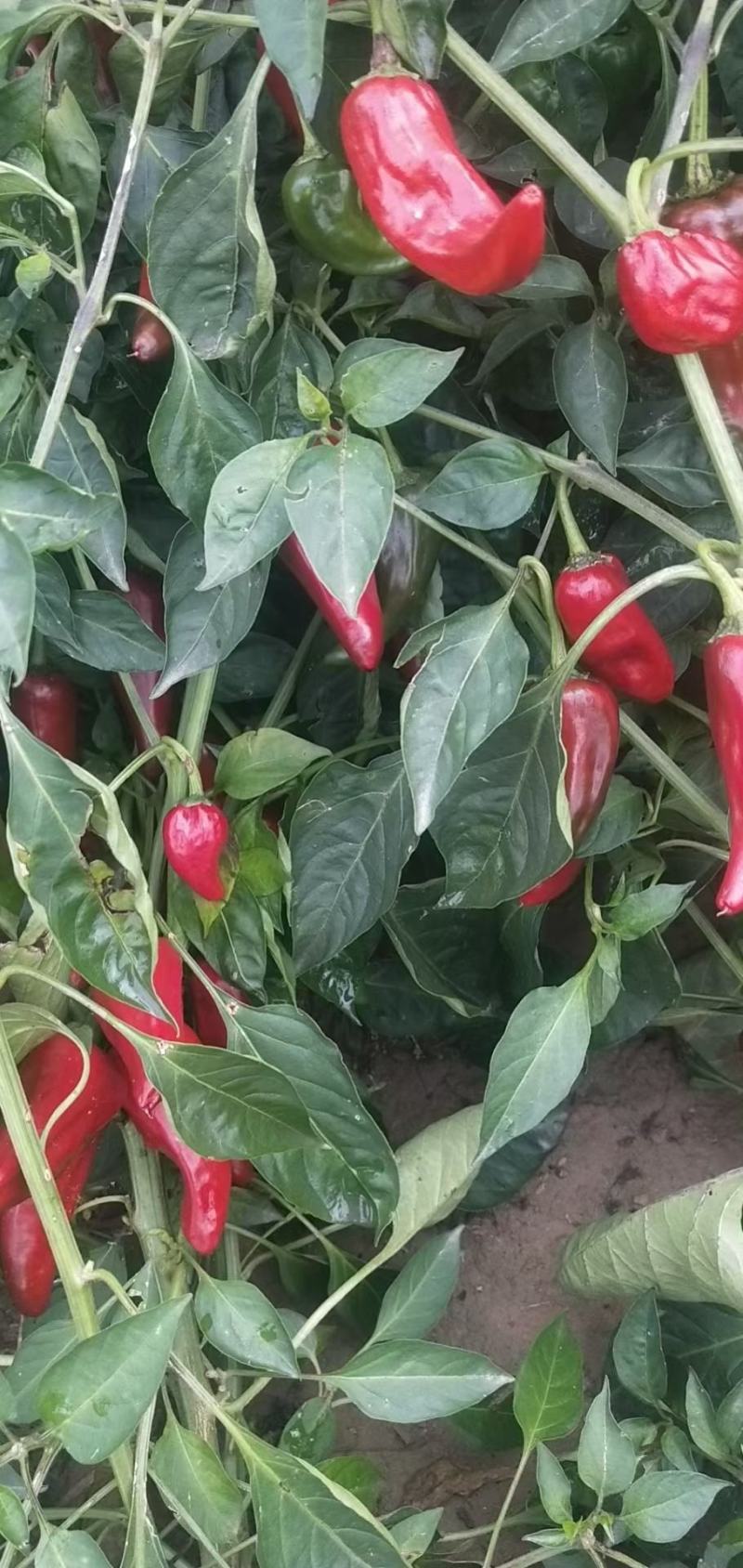 北京红大量有货需要的联系，量大质量好起车快