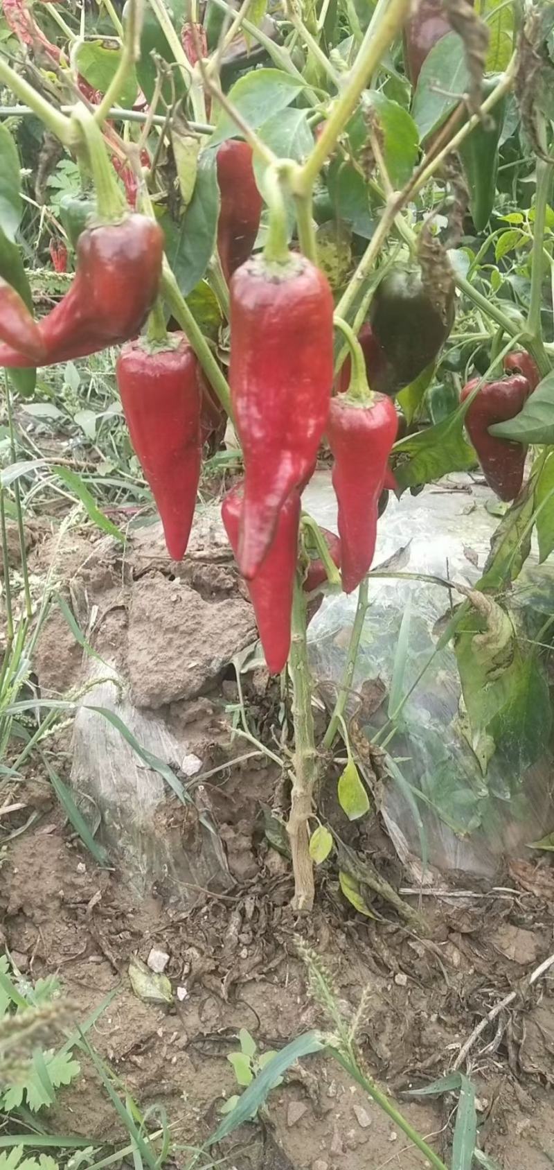北京红大量有货需要的联系，量大质量好起车快