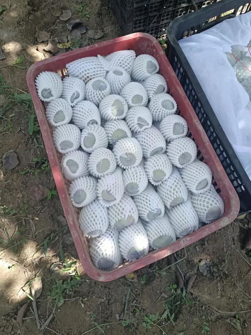 新疆库尔勒香梨二级梨