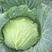 高山疏菜，品质优良，不使用农药和化肥，专用农家肥种植