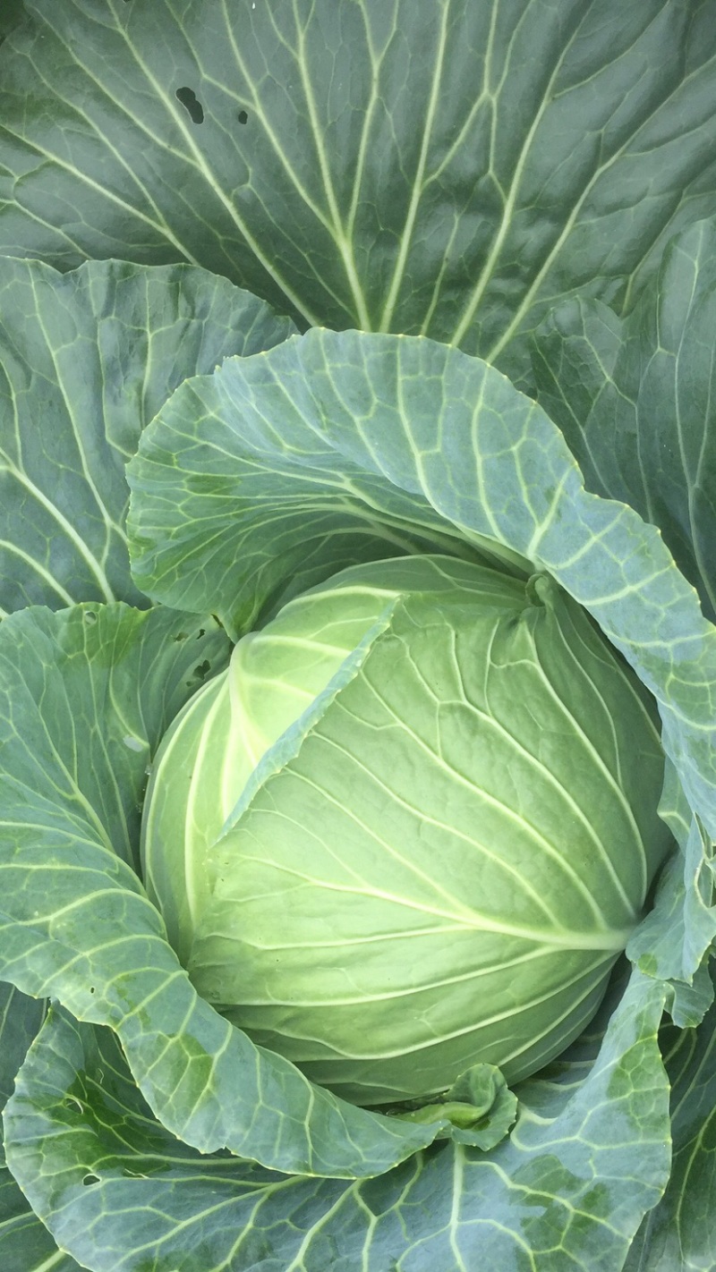 高山疏菜，品质优良，不使用农药和化肥，专用农家肥种植