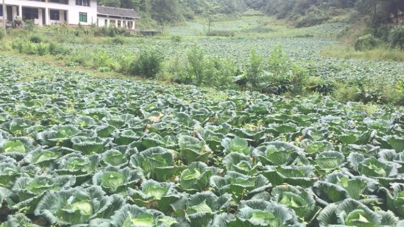 高山疏菜，品质优良，不使用农药和化肥，专用农家肥种植