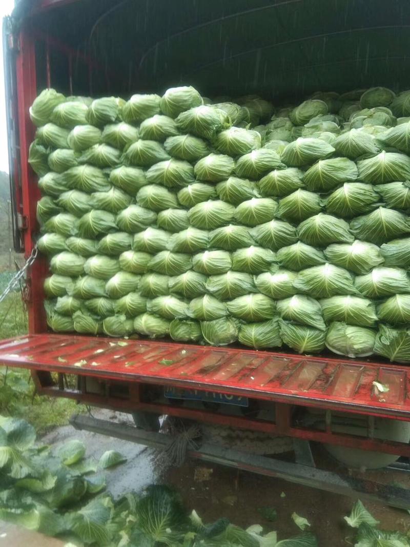 高山疏菜，品质优良，不使用农药和化肥，专用农家肥种植