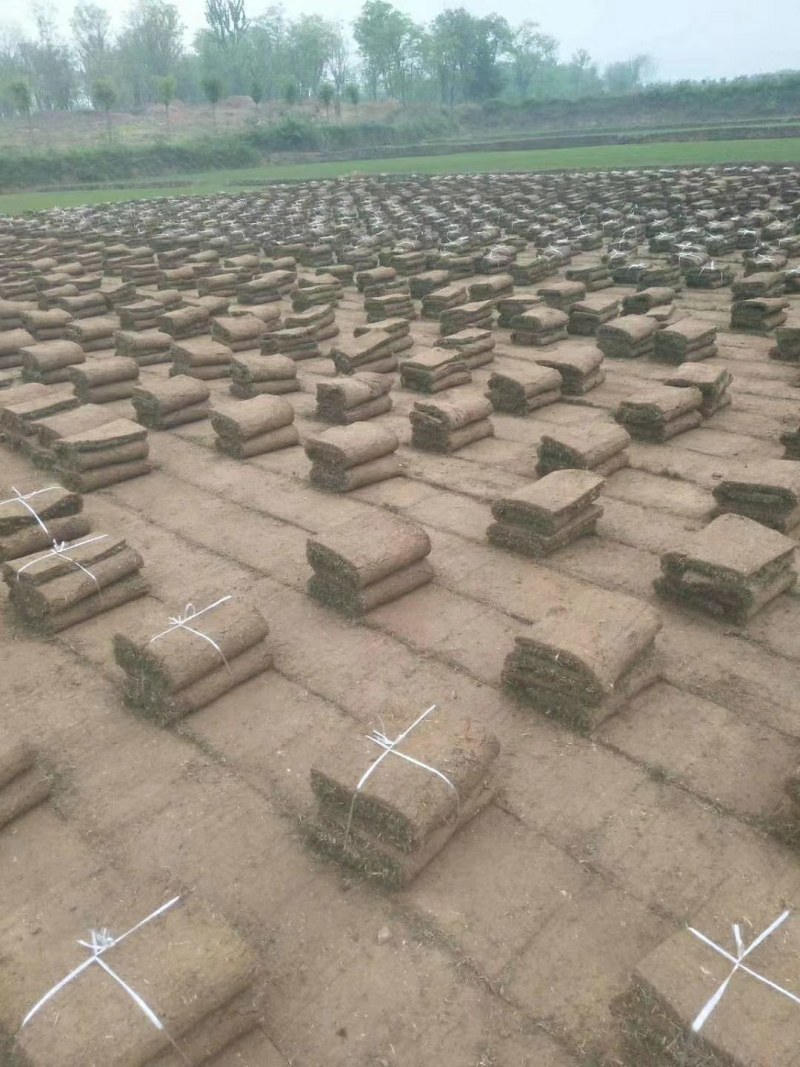 果岭草长年大量供应各种绿化护坡草坪全年无休的供应