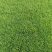 果岭草长年大量供应各种绿化护坡草坪全年无休的供应