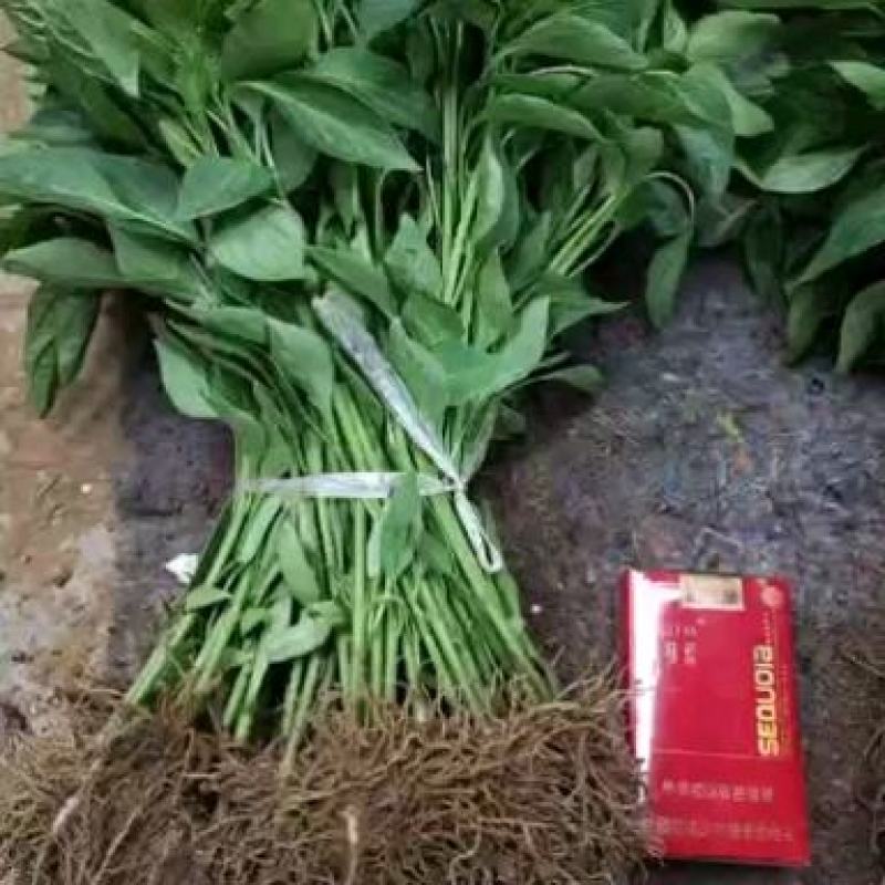 辣椒苗小邹皮邹邹皮辣椒苗，抗病品种，包邮免费技术指