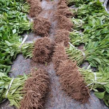 辣椒苗小邹皮邹邹皮辣椒苗，抗病品种，包邮免费技术指