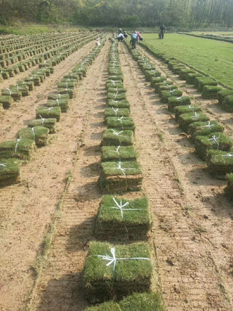 果岭草长年大量供应各种绿化护坡草坪全年无休的供应