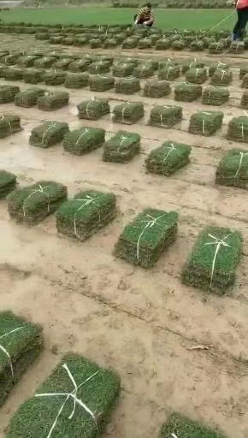 果岭草长年大量供应各种绿化护坡草坪全年无休的供应