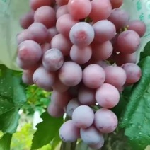陕西渭南红提葡萄量大糖分高颗粒大好运输提供包装承接市场电商