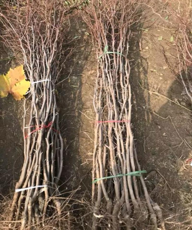 【优质】冬枣树苗品种纯正现挖现发南北种植当年结果包成活