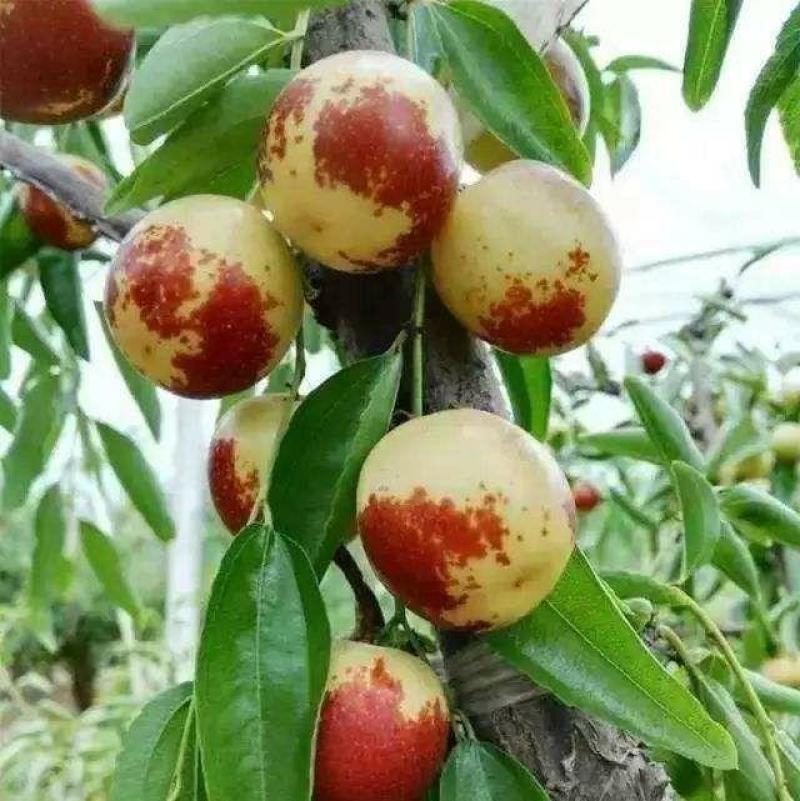 【优质】冬枣树苗品种纯正现挖现发南北种植当年结果包成活