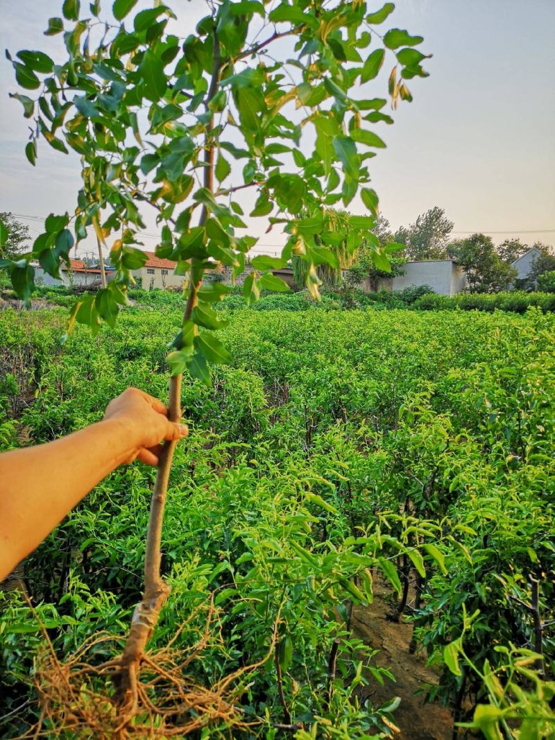 【优质】冬枣树苗品种纯正现挖现发南北种植当年结果包成活