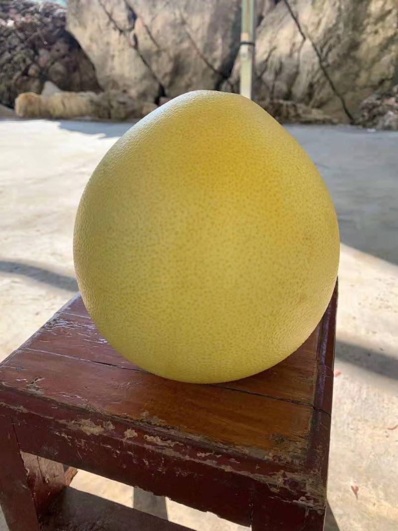 贵州红心柚天然生态种植
