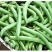茂华小金豆四季芸豆角种子，丰产抗病，搭架豆角，无筋好吃