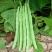 茂华小金豆四季芸豆角种子，丰产抗病，搭架豆角，无筋好吃