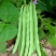 茂华小金豆四季芸豆角种子，丰产抗病，搭架豆角，无筋好吃