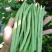 茂华小金豆四季芸豆角种子，丰产抗病，搭架豆角，无筋好吃