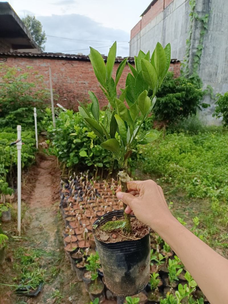 云南小蜜桔树苗嫁接苗种植一年可开始结果丰产型