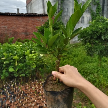 云南小蜜桔树苗嫁接苗种植一年可开始结果丰产型