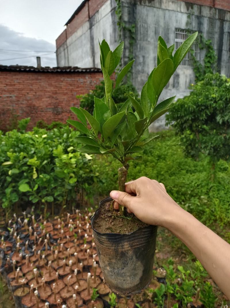云南小蜜桔树苗嫁接苗种植一年可开始结果丰产型