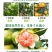 云南小蜜桔树苗嫁接苗种植一年可开始结果丰产型
