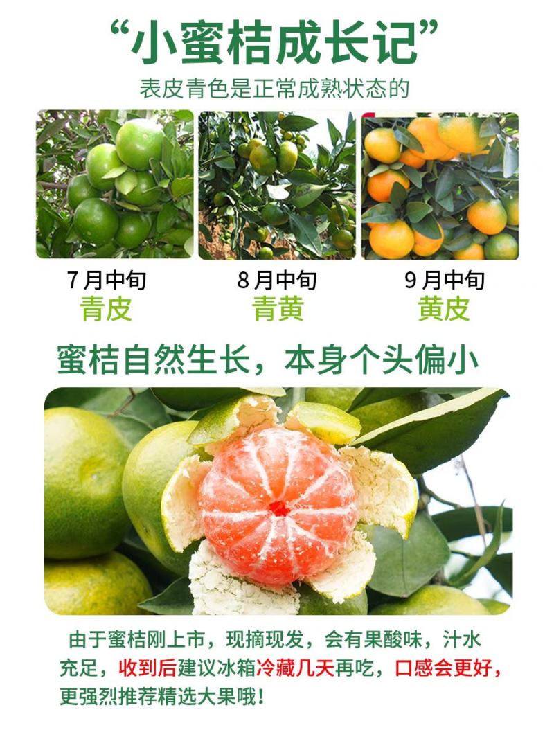 云南小蜜桔树苗嫁接苗种植一年可开始结果丰产型